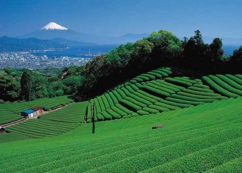 Mayor names Oyori district as Shizuoka-Makinohara’s IR candidate site