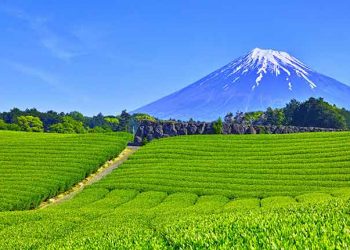 Makinohara City in Shizuoka pulls out of Japan’s IR race