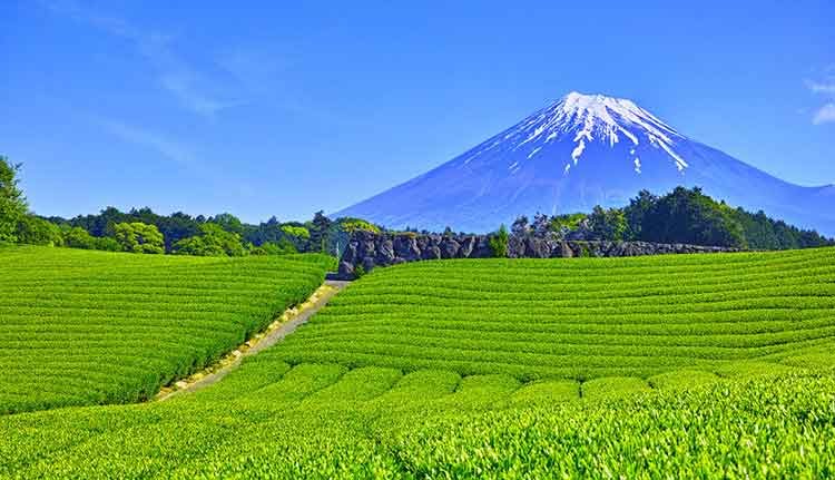 Makinohara City in Shizuoka pulls out of Japan’s IR race