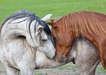 Uneasy alliance