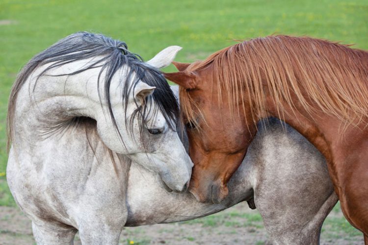 Uneasy alliance