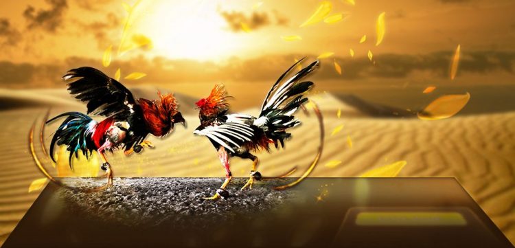 Philippines gaming technology firm DFNN to launch e-sabong