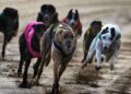 New Zealand to ban greyhound racing