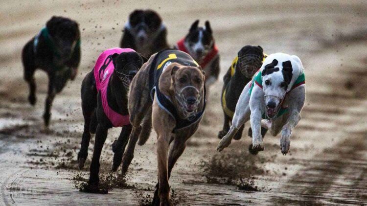 New Zealand to ban greyhound racing