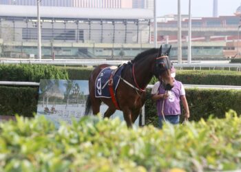 Macau Jockey Club has shipped 177 horses to Doumen in Zhuhai since closure
